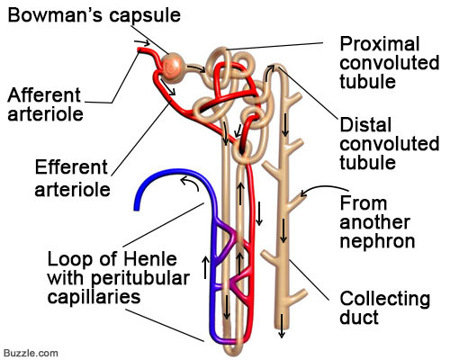 Excretory System - josi's Anatomy and physiology
