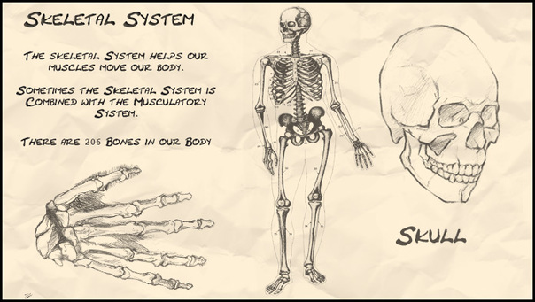 skeletal System - josi's Anatomy and physiology