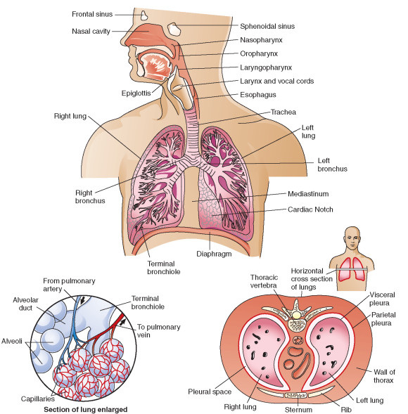 Respiratory System - josi's Anatomy and physiology