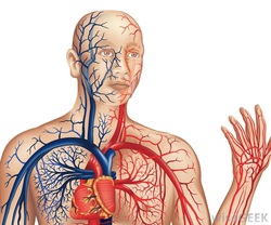 Circulatory System - josi's Anatomy and physiology