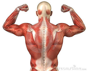 Muscular System - josi's Anatomy and physiology